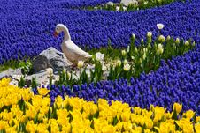 River Of Flowers 3 Royalty Free Stock Photos River Of Flowers 3 Royalty Free Stock Photos