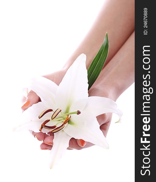 Beautiful lily flower in woman hands over white background