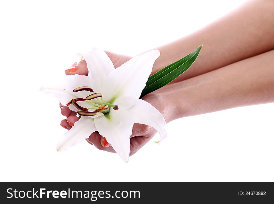 Beautiful lily flower in woman hands over white background