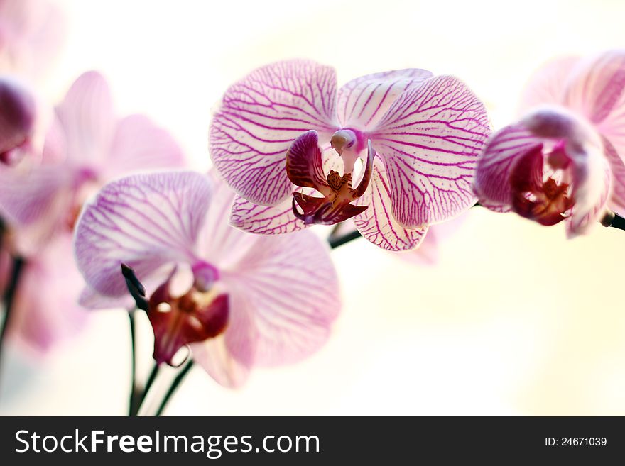 Close up of beautiful orchid