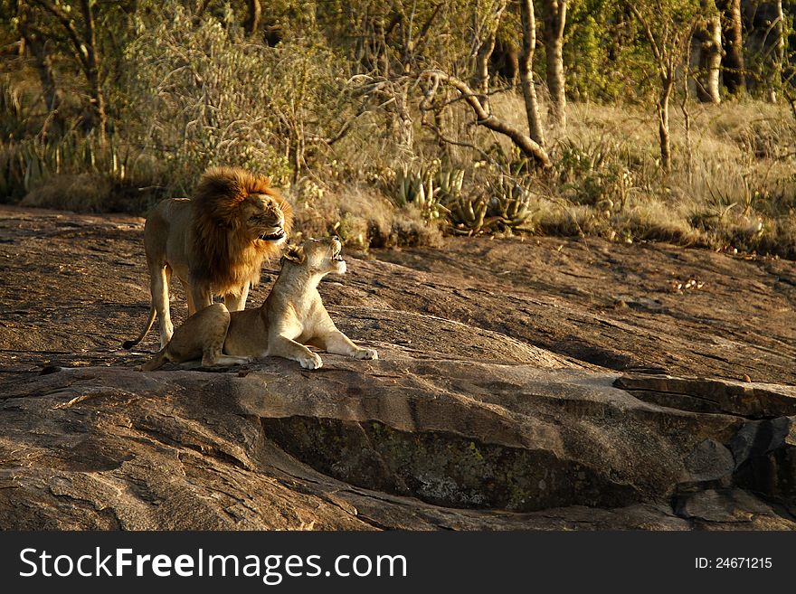 African male lion asking permission to touch his lioness. African male lion asking permission to touch his lioness.