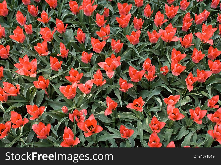 Lots ot red tulips with green leaves