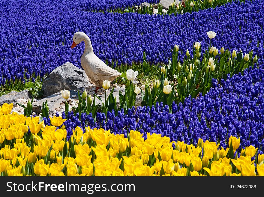 Grape hyacinths are like a river, surrounded by tulips. Grape hyacinths are like a river, surrounded by tulips