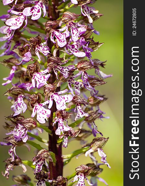 A close-up shot of a wild orchid over a green field at spring