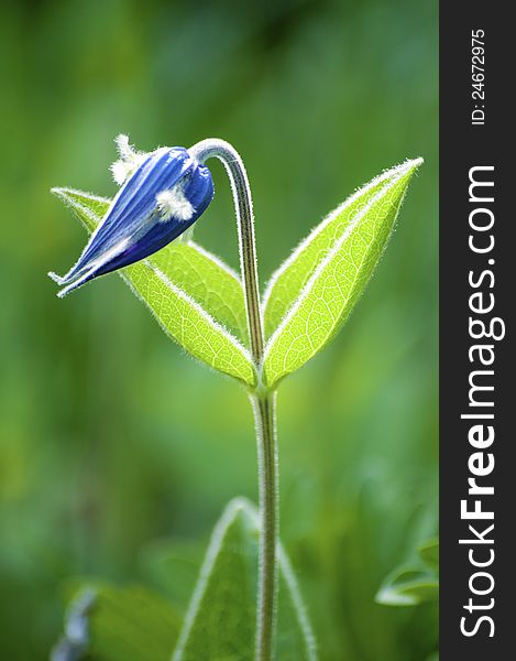 Blue bell-shaped flower in meadow. Blue bell-shaped flower in meadow