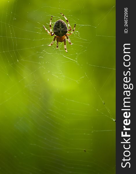 A closeup photo of a spider on green background