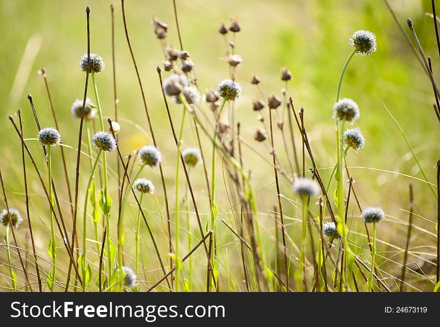 Herbs and wild flowers in a meadow