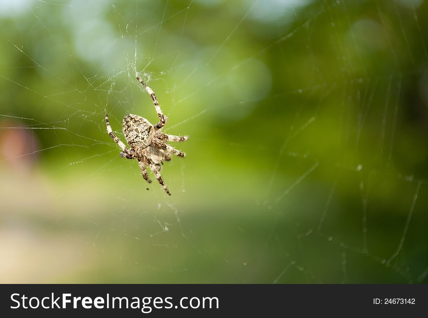 A closeup photo of a spider on green background