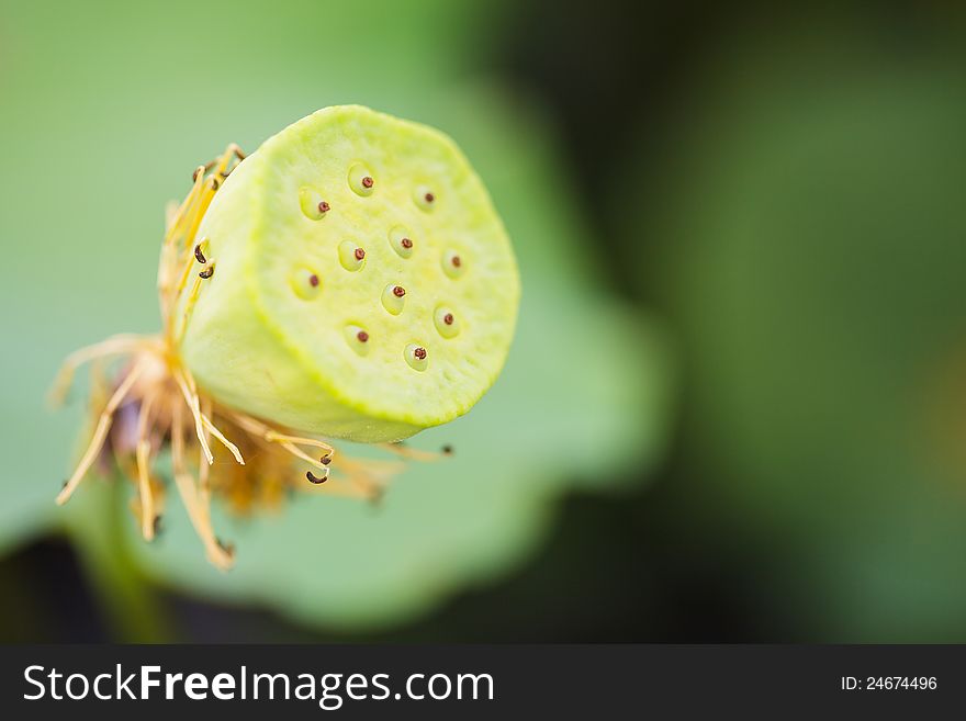 Closeup Lotus seeds or lotus nuts