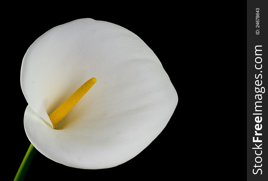 Elegant white calla lily isolated on black background