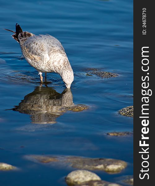 Seagull drinking with reflection in water