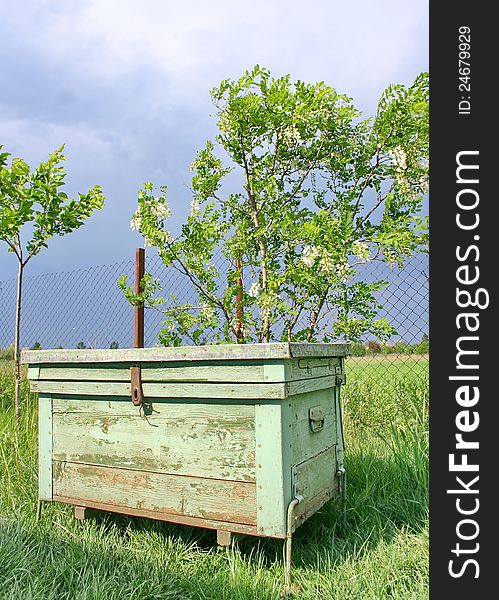 White acacia blossom and bee hive. White acacia blossom and bee hive