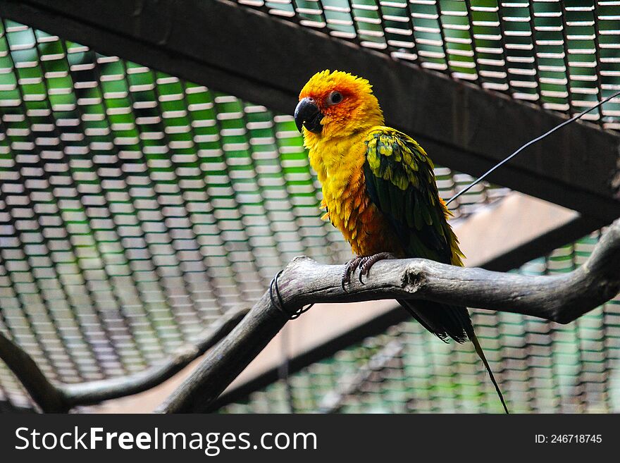 A Colourful Lovebird On A Branch.