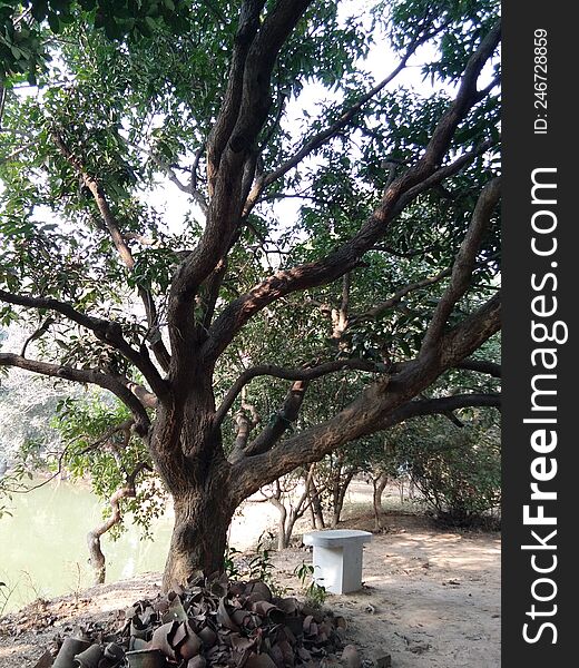 mango tree in side of  pond