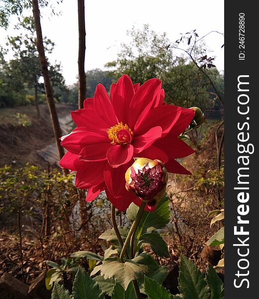 red dalia flower with buds