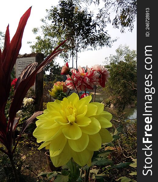 yellow dalia flower and mixed red white