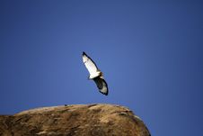 Juvenille Black-Shouldered Kite Royalty Free Stock Images