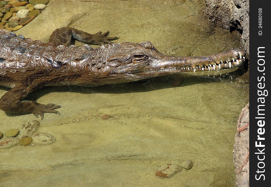 Close Up Profile View Of False Gharial