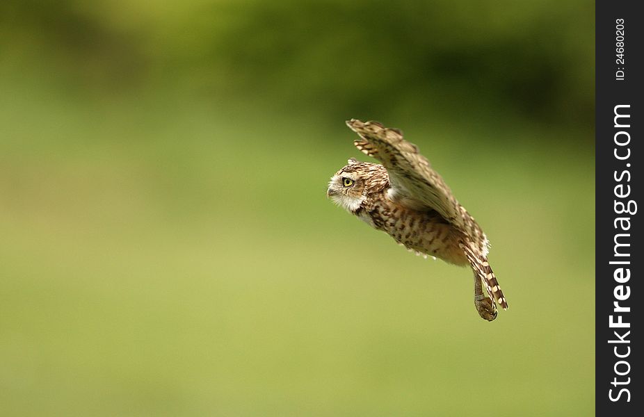 Close up of a Burrowing Owl in flight