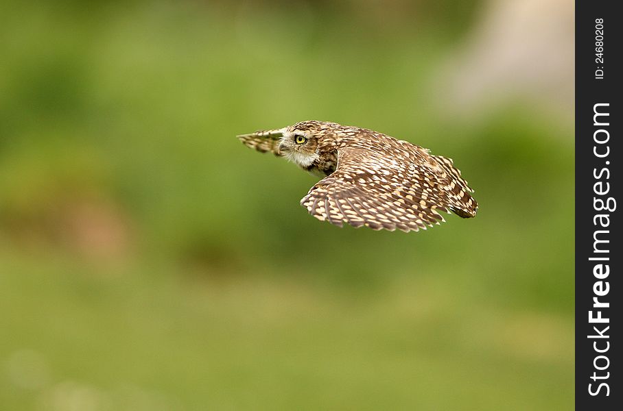 Close up of a Burrowing Owl in flight