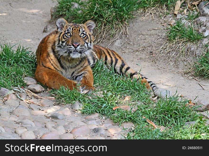 Young Tiger Relaxed In Grass Looking At Viewer