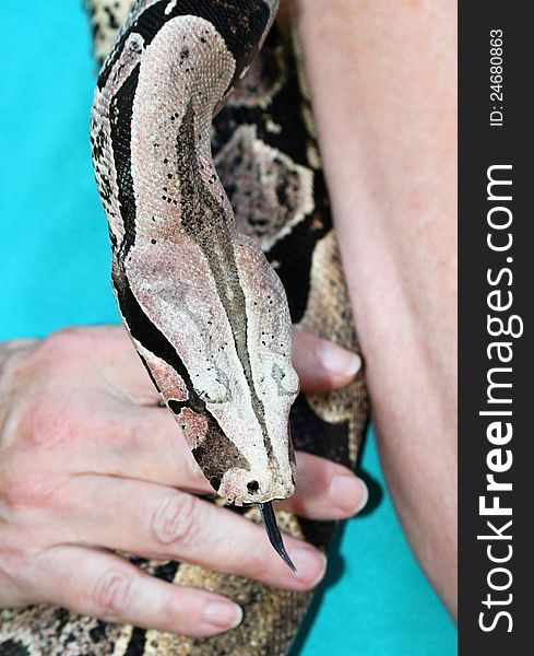 Gray, Black and White Boa Constrictor With Tongue out Being held