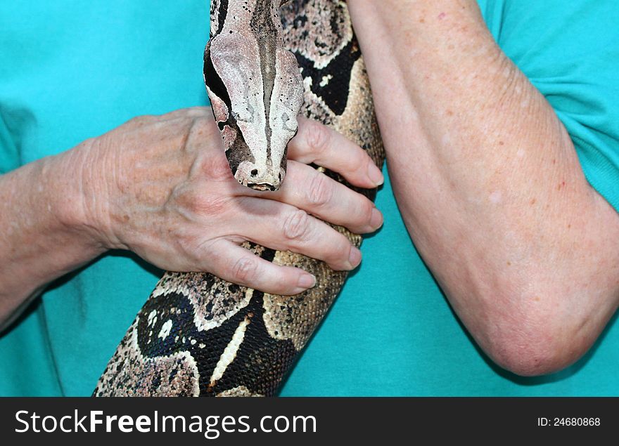 Gray, Black and White Boa Constrictor Being Held Close Up