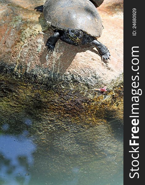 Red Ear Turtle About To Climb Into Water