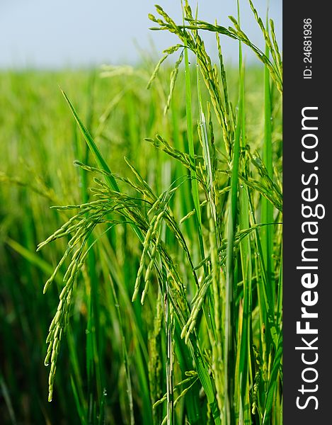 Green rice field agriculture vertical scene. Green rice field agriculture vertical scene
