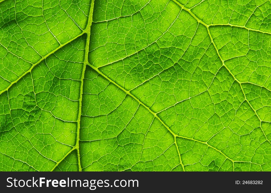 Interesting biological texture of the leaf illuminated from the inside