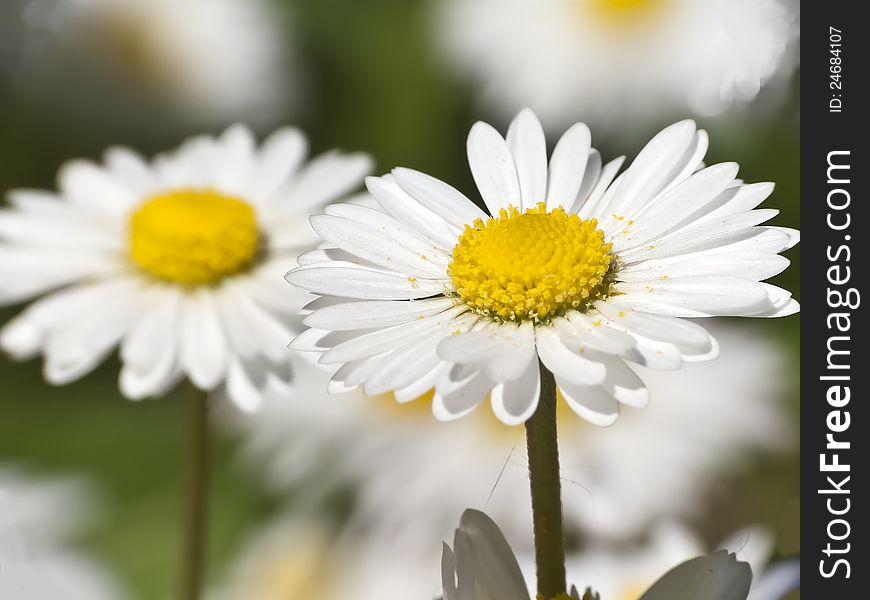 White Daisy Close-up