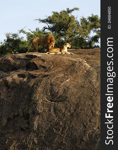 Pair of breeding African Lions