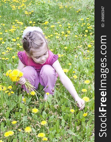 Little beautiful girl in a field of dandelions. Little beautiful girl in a field of dandelions