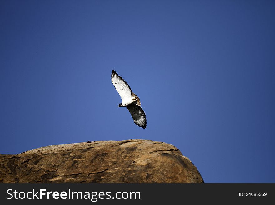 Juvenille Black-Shouldered Kite