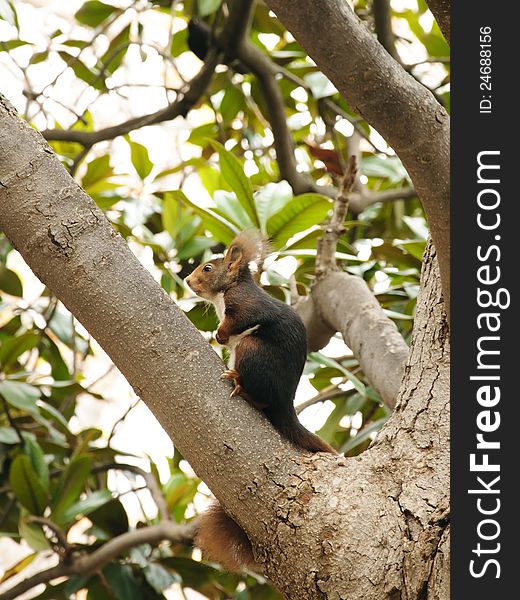 Eurasian Red Squirrel (Sciurus Vulgaris) sitting on a tree. Eurasian Red Squirrel (Sciurus Vulgaris) sitting on a tree