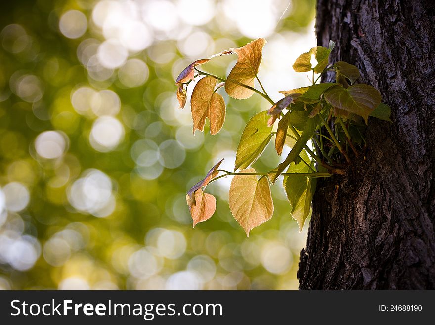 Leaves on the tree against the sun.