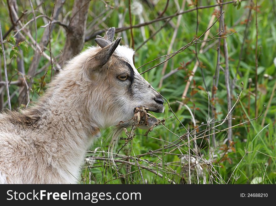 Miniature Goat profile feeding in morning on spring bounty