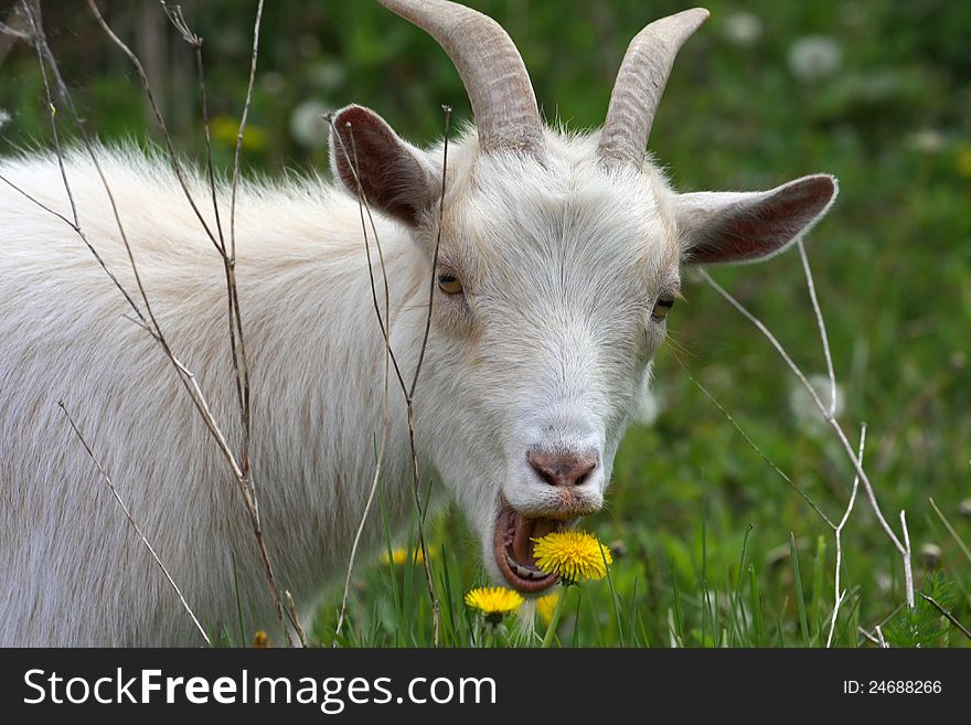 Miniature Goat feeding in morning on spring bounty