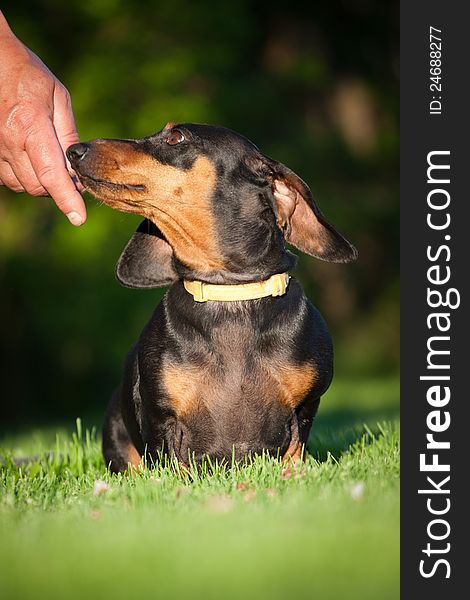 Dachshund breeder trained with exercises.