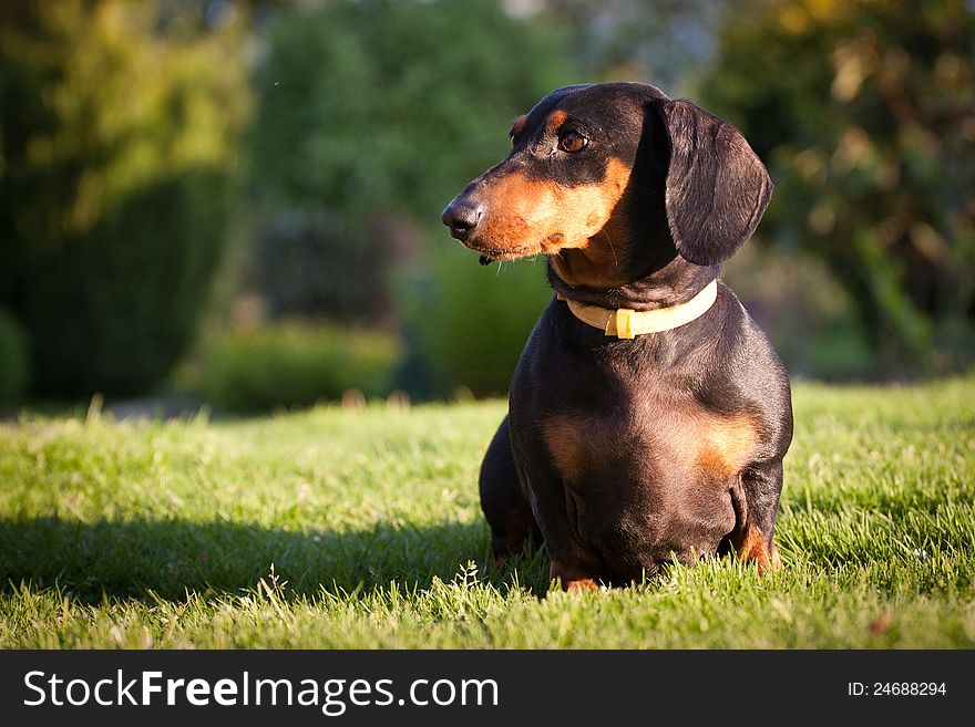 Dachshund breeder trained with exercises.