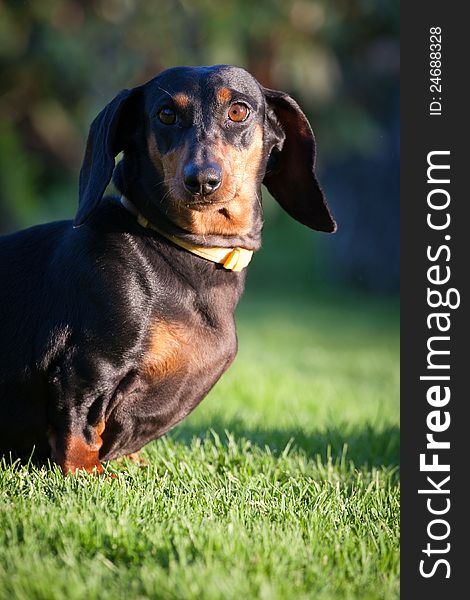 Dachshund breeder trained with exercises.