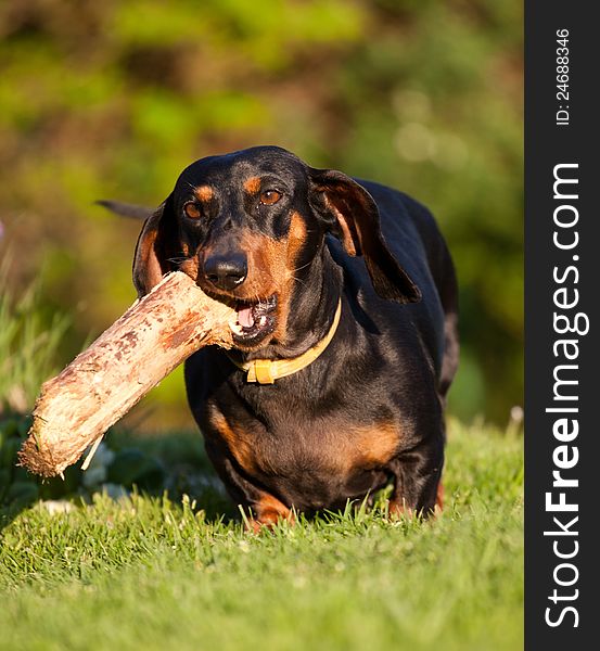 Dachshund breeder trained with exercises.