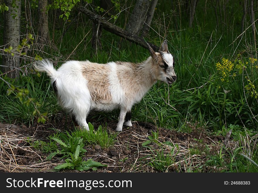Miniature Goat feeding in morning on spring bounty