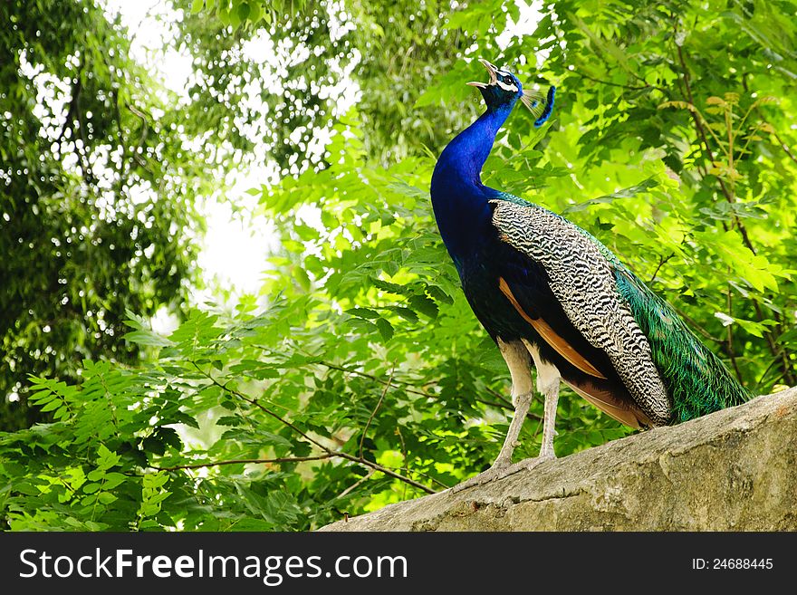 A peacock calling on the top of a wall with trees in the background. A peacock calling on the top of a wall with trees in the background
