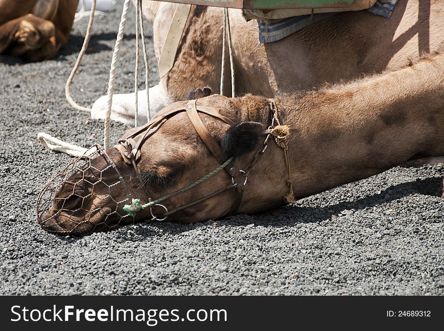 A camel has a rest under the sun of the National Park of Timanfaya in Lanzarote, Canary Islands. A camel has a rest under the sun of the National Park of Timanfaya in Lanzarote, Canary Islands.