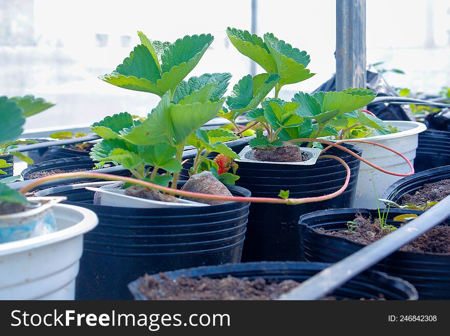 growing strawberries in pots on the scaffold