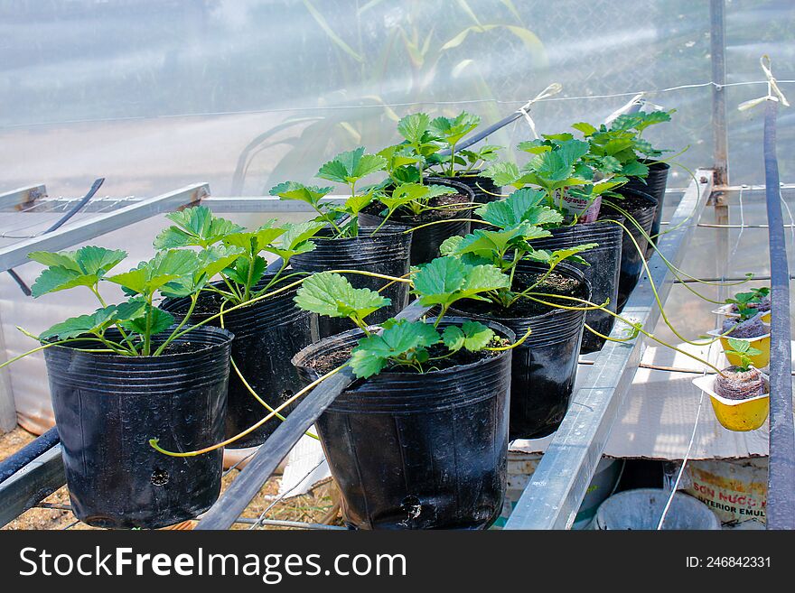 growing strawberries in pots on the scaffold
