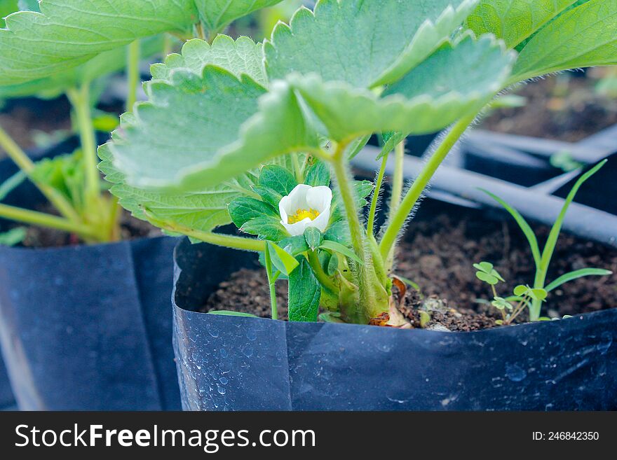 Strawberry tree blooms in a pot