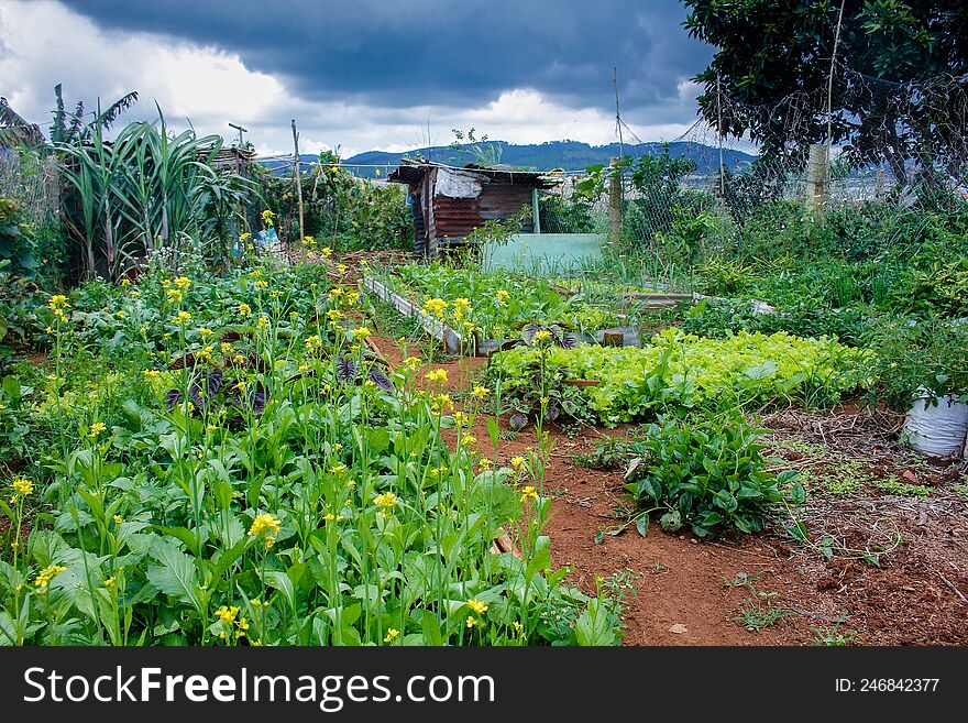 Clean Vegetable Garden Behind The House