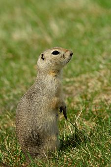Prairie Dog Stock Photography